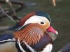 Mandarin Duck at Southchurch Hall Park (Steve Arlow) (65685 bytes)